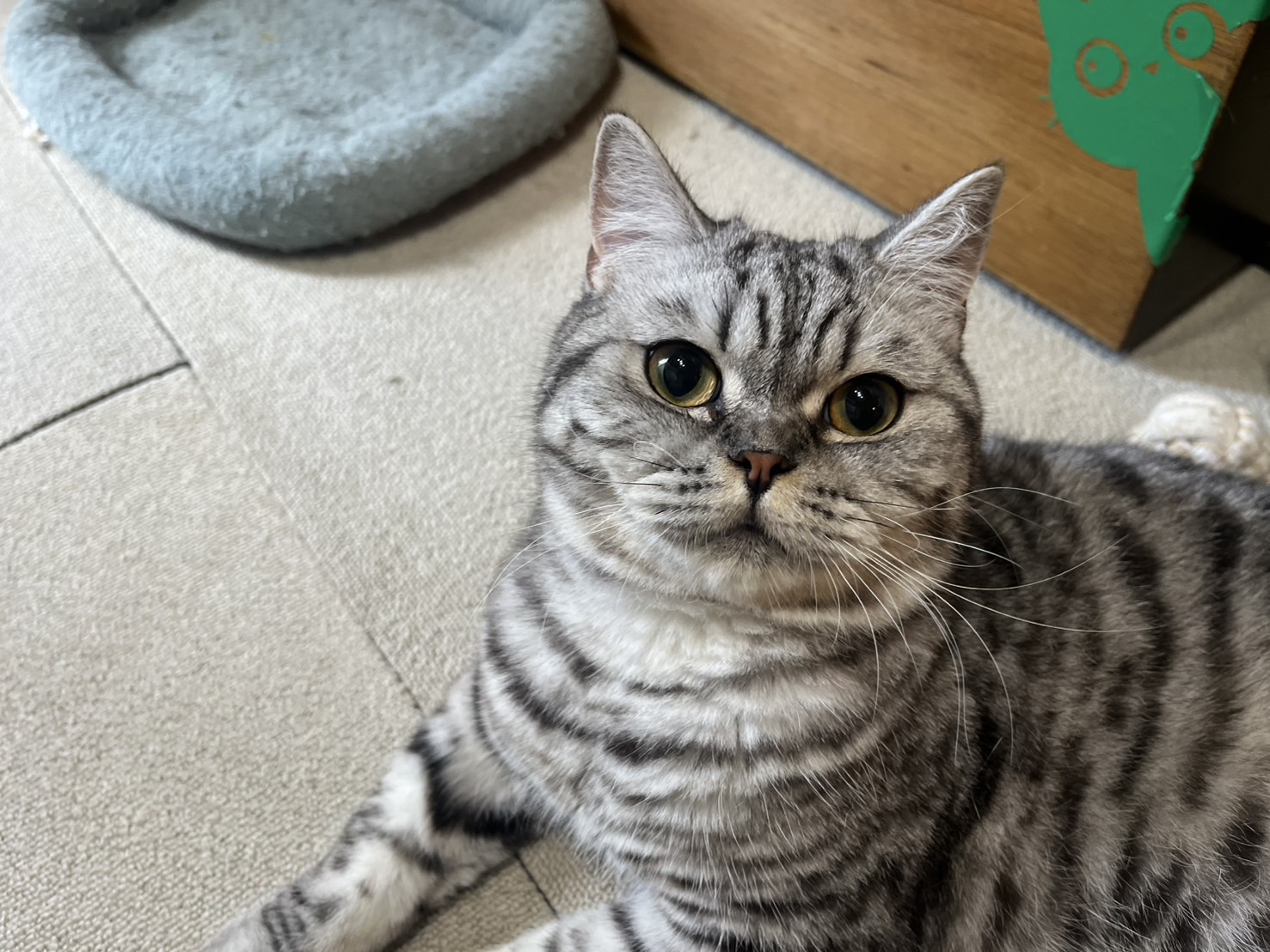 お食事イメージ